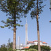 Kapok trees & Canton Tower
