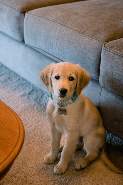 Golden Retriever Puppy: Blue at 9 weeks