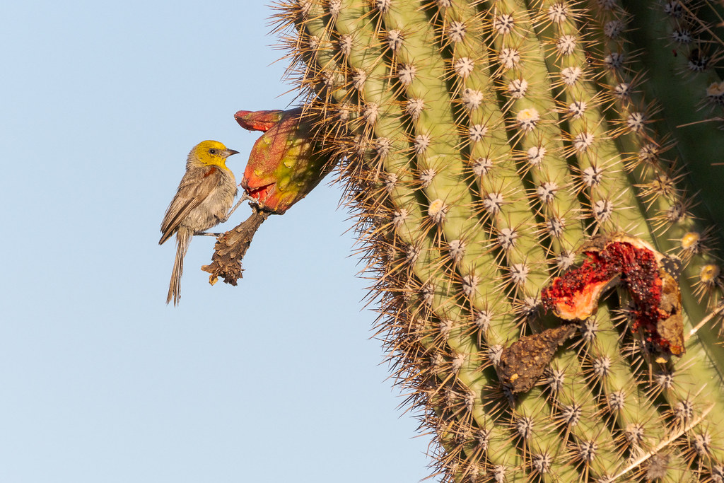 A verdin perches on an open saguaro fruit on the Latigo Trail in McDowell Sonoran Preserve