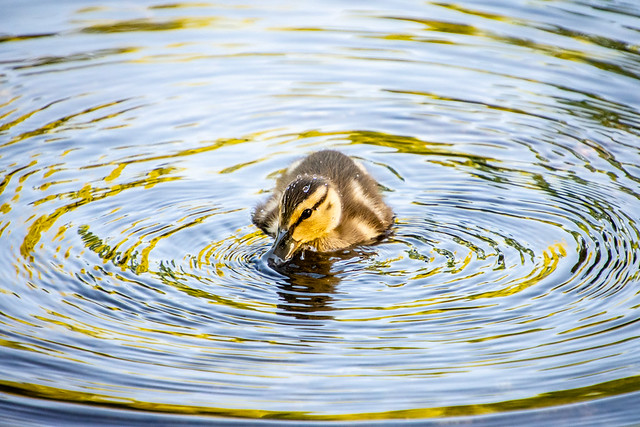 duckling & reflections