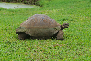 21-303 Reuzenschildpadden bij boerderij