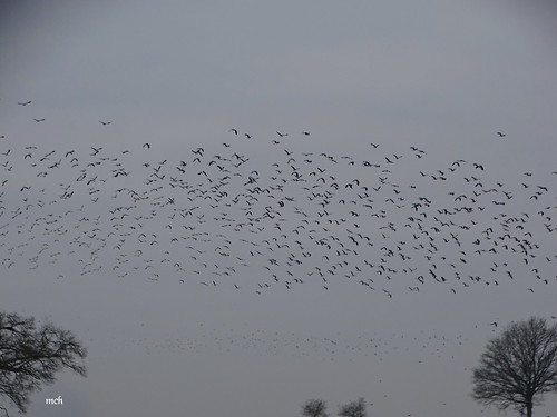 vanneaux oiseaux hiver ciel hx400v brume