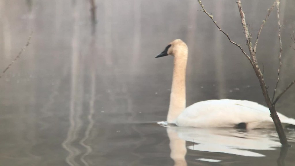 Trumpeter Swans in the mist, Allison Lake Piedmont NWR GA 0744 121818 1