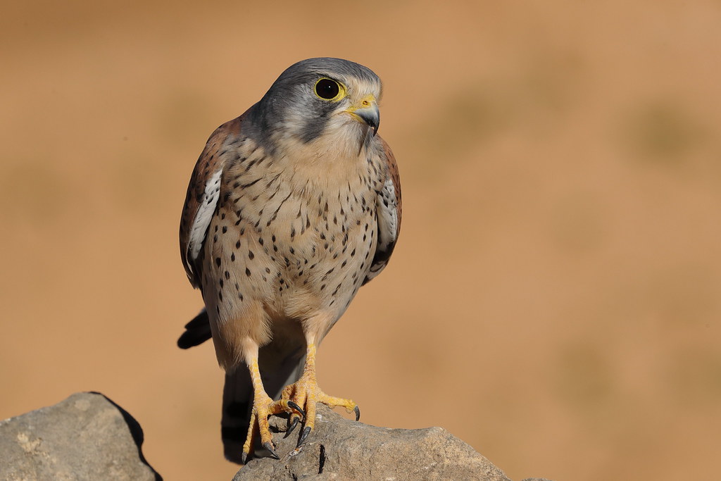 Common Kestrel   Falco tinnunculus