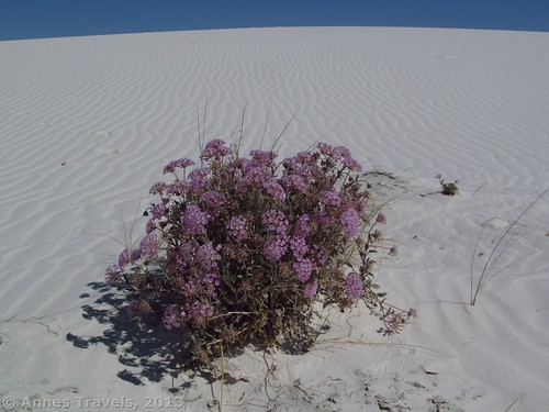 Pink Flowers hide in remote parts of White Sands National Monument, New Mexico
