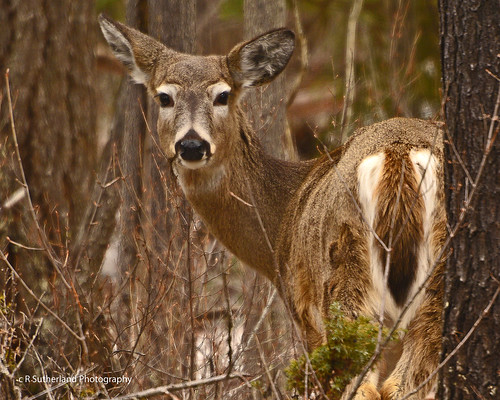 wildlife animals nature deer