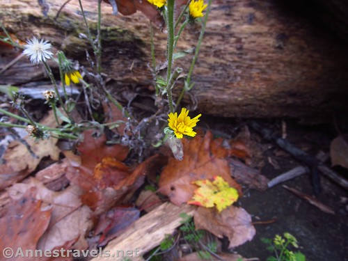 Tiny yellow autumn flower, Harriet Hollister Spencer State Park, New York