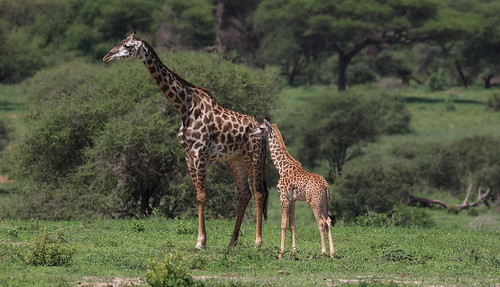 giraffe giraffacamelopardalis lushgreen üppigesgrün landscape landschaft landschaftsaufnahmen 2018 anymotion tarangirenationalpark tanzania tansania africa afrika travel reisen animal animals tiere nature natur wildlife 7d2 canoneos7dmarkii