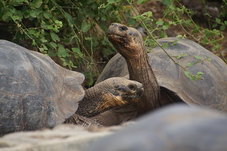 21-092 Charles Darwin Center - reuzenschildpadden