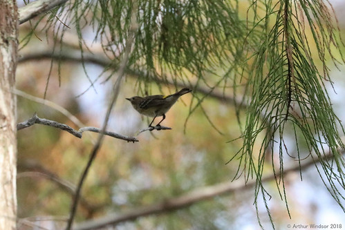 pinewarbler