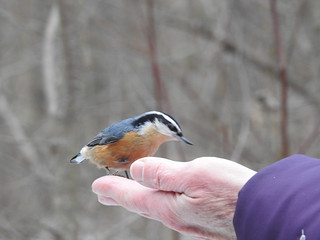 Red-breasted Nuthatch at Rocky River Reservation by Debra Sweeney
