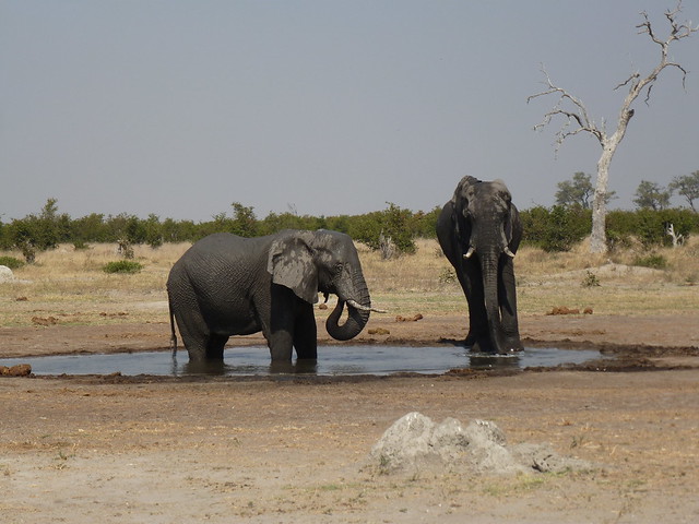 Dejamos Moremi y nos vamos a Savuti, (Parque Nacional de Chobe) - POR ZIMBABWE Y BOTSWANA, DE NOVATOS EN EL AFRICA AUSTRAL (17)