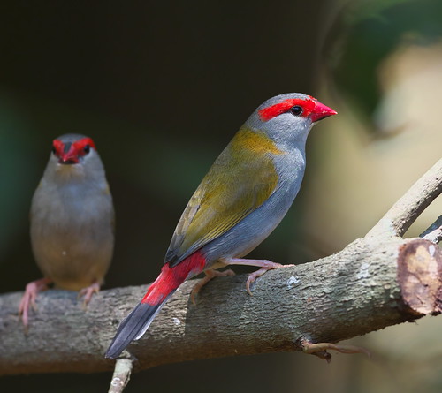 neochmiatemporalis redbrowedfinch redbrowedfiretail bird kingfisherparkbirdwatcherslodge queensland australia finch