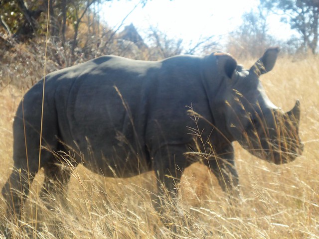 Explorando el Parque Nacional de Matobo - POR ZIMBABWE Y BOTSWANA, DE NOVATOS EN EL AFRICA AUSTRAL (4)