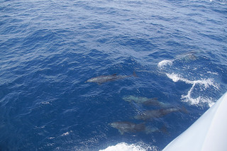 23-193 Dolfijnen rond de boot