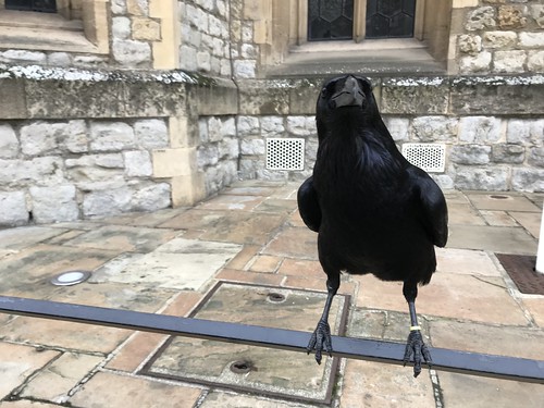 Raven at The Tower of London 19-1-19