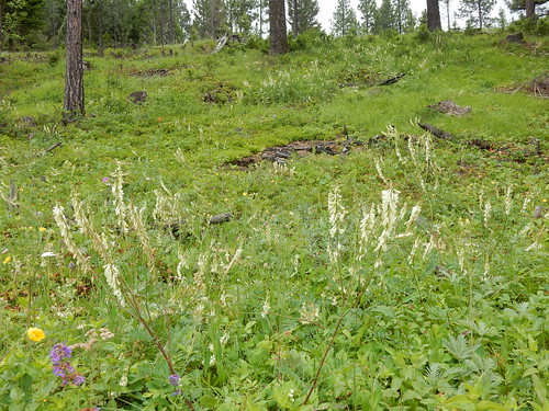 hedysarumsulphurescens whitesweetvetch fabaceae tupperlake montana understory montane native perennial forb powellcounty