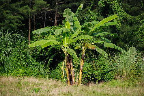 bananatrees mahamayalake green trees banana leaves
