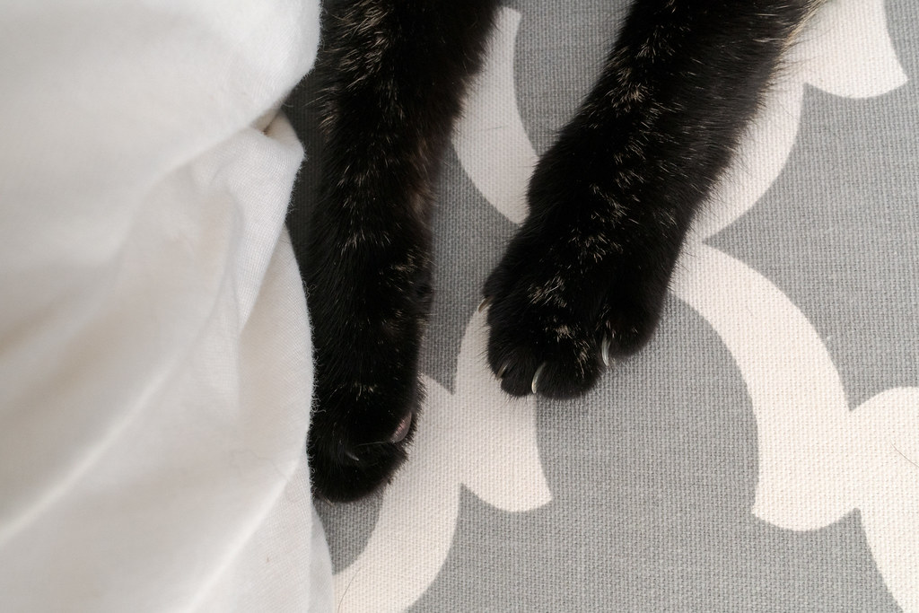 A close-up view of the paws of our tortoiseshell cat Trixie as she sleeps on my couch