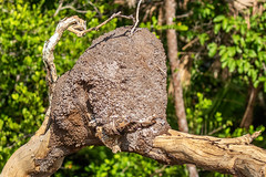 Belize Termite Nest