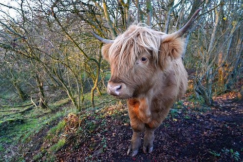 daisynook countrypark failsworth manchester oldham uk sunrise goldenhour highlandcow female cattle fluffycow longhair horns longhorns long tan brown curving oldestregisteredbreed heilancoo friendly trees branches fanningbranches