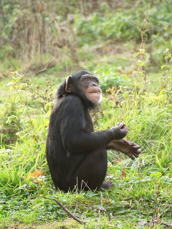 Schimpanse - Zoo Osnabrück