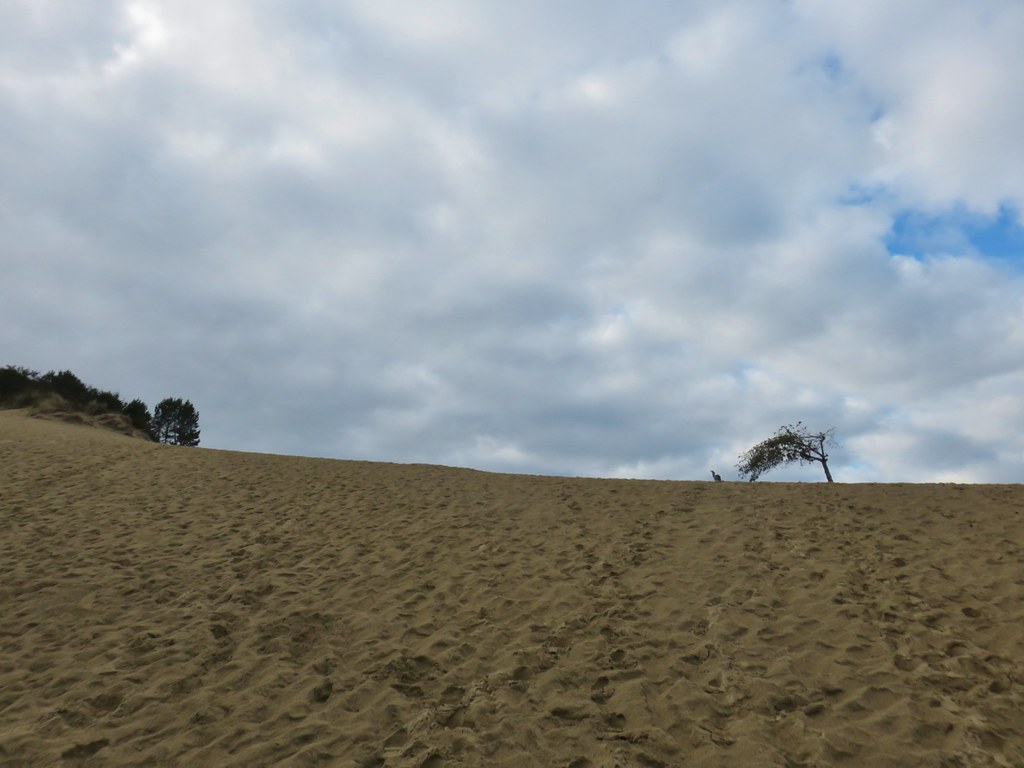 Dune in Jessie M. Honeyman State Park