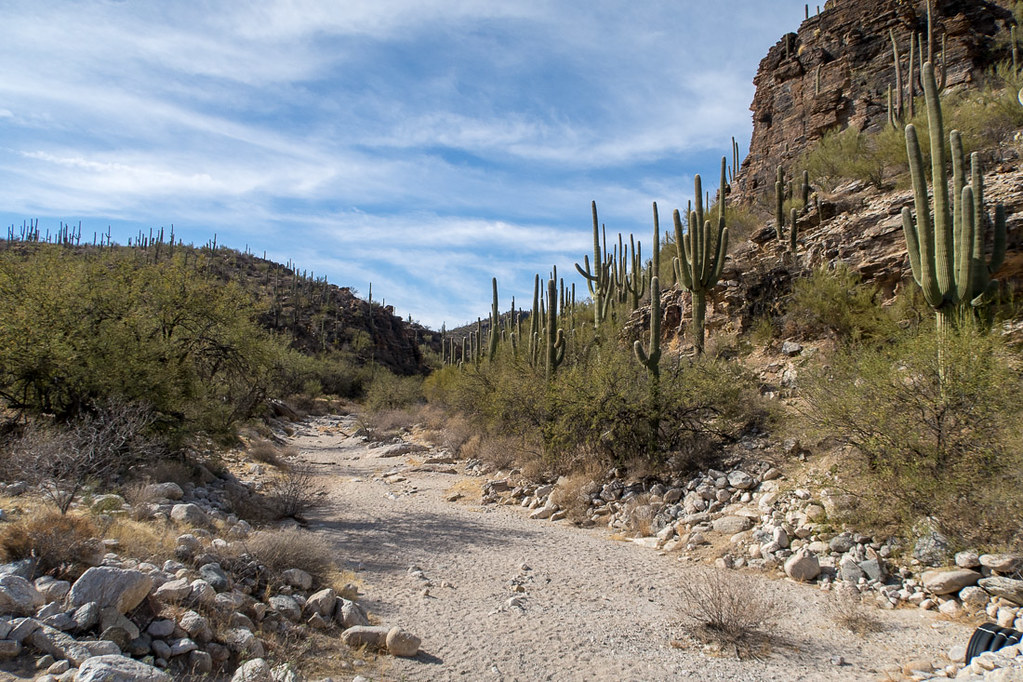 Inside Sabino Canyon in Tucson Arizona