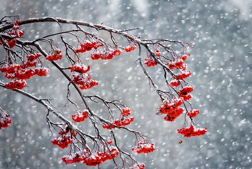 Snow Berries 2