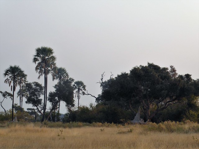 POR ZIMBABWE Y BOTSWANA, DE NOVATOS EN EL AFRICA AUSTRAL - Blogs de Africa Sur - Traslado a Maun. Nos adentramos en el Delta del Okavango (48)