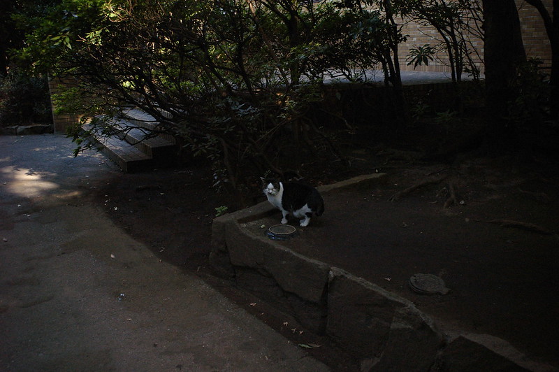 EPSON R−D1S+Voigtlander COLOR SKOPAR 21mm F4東池袋中央公園の猫だまり キジ白
