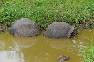 21-361 Reuzenschildpadden bij boerderij