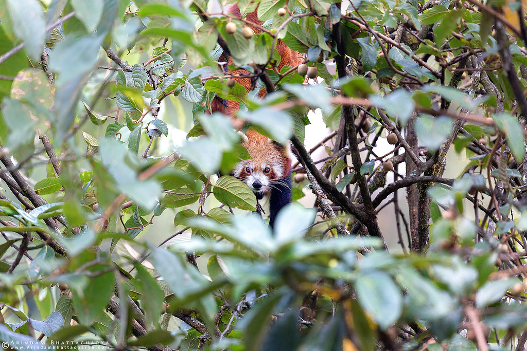 Endangered Red Panda or Ailurus fulgens in Singalila National Park, Himalaya by Arindam Bhattacharya