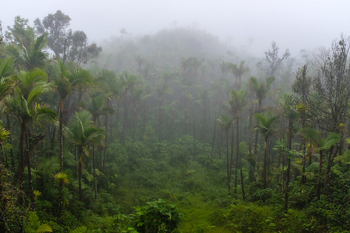 trees elyunque landscape foggy x100f nature fuji puertorico rainforest green pr lush fujifilm clouds unitedstates us