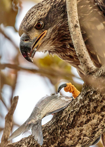 conowingo baldeagle dam eagle talon fish shad scales beak feeding bird maryland susquehanna river tree