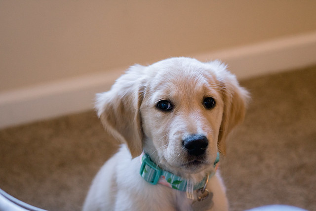 Golden Retriever Puppy: Blue at 9 weeks