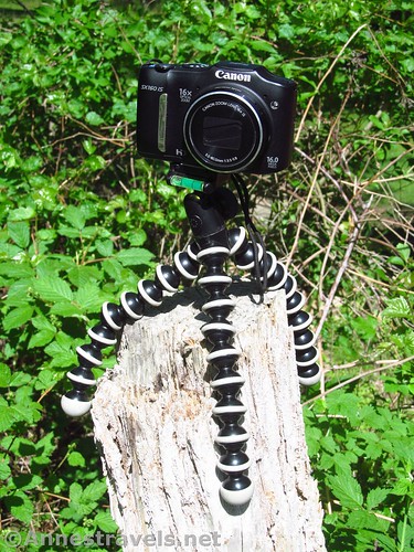 Camera and GorillaPod Hybrid on an old tree stump