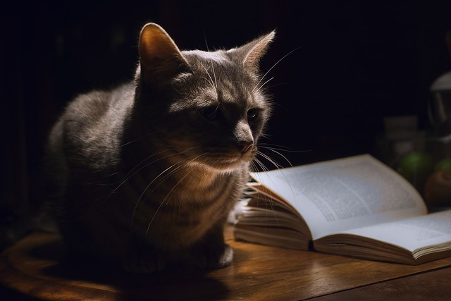 libros sobre gatos