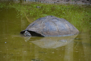 21-372 Reuzenschildpadden bij boerderij