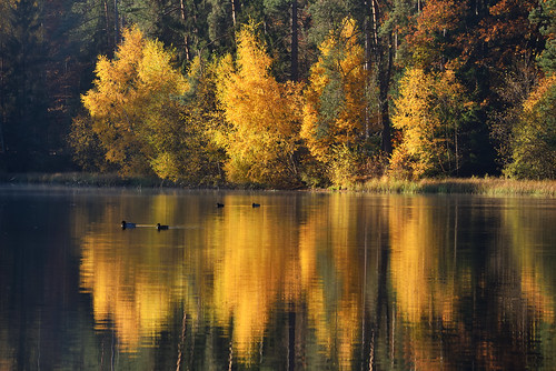 nikon d750 sigma globalvision contemporary 100400f563dgoshsmc paysage landscape reflexion reflets eaux étangs arbres automne autumn trees feuillage foliage