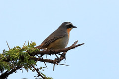 White-throated robin