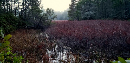 lake wetland kitsappeninsula galaxys9 salal gaultheriashallon hardhack steeplebush spiraeadouglasii fog