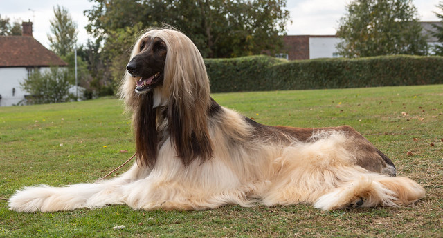 Afghan Hound Pictures and Informations - Dog-Breeds.com