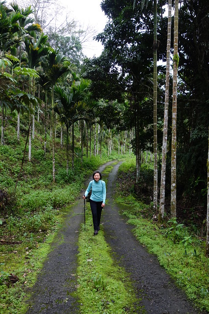 Walking the Antong Traversing Trail near Yuli, Taiwan