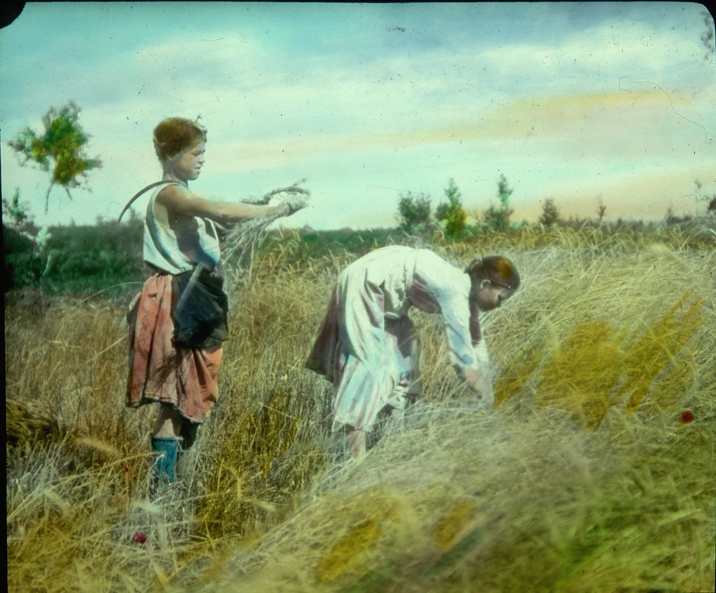 Крестьянские дети убирают пшеницу