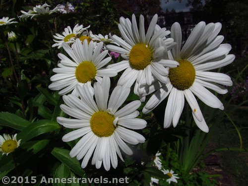 Daisies - in October! Willowwood Arboretum, Chester, New Jersey