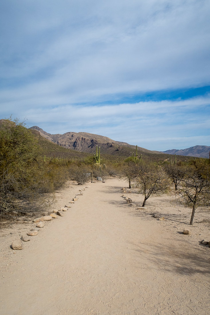 Nature Walk Trail at Sabino Canyon in Tucson