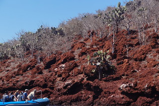 20-412 Snorkelaars zien Galapagosbuizerd onder Cactus