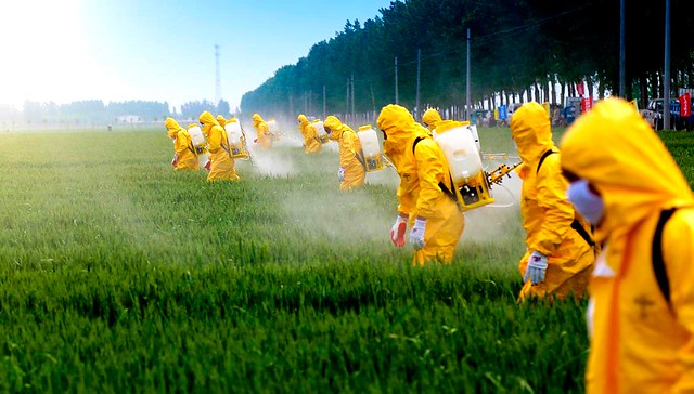 Cultivos transgênicos precisam de herbicidas e pesticidas produzidos por grandes empresas. - Créditos: Reprodução via Envolverde