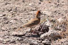 Red-capped lark
